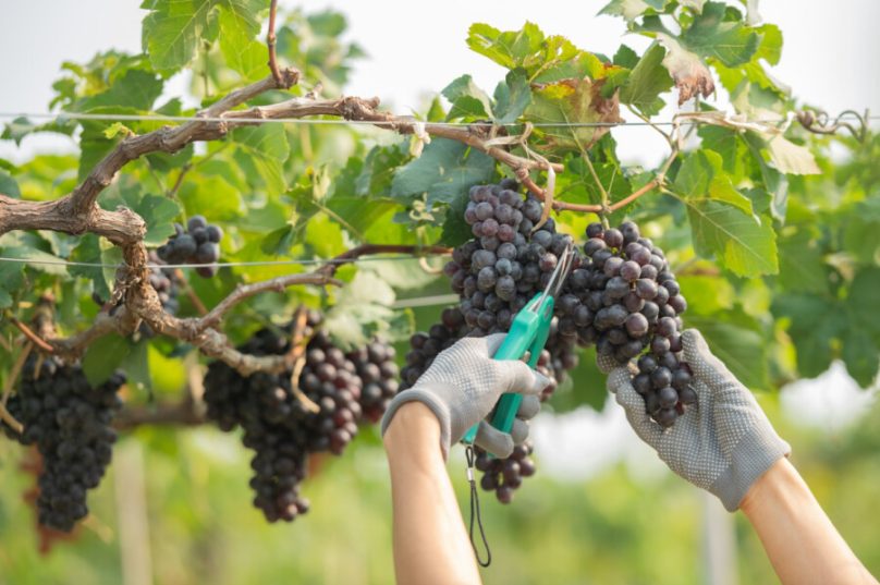 Vinícolas argentinas têm pior colheita em 30 anos