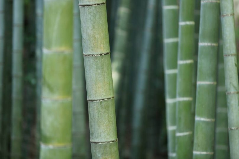 Bambu reúne propriedades que ampliam seu uso no lar