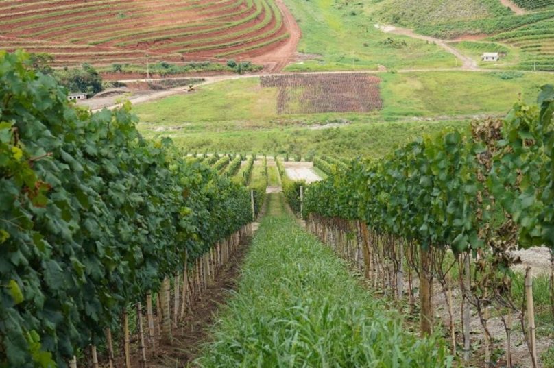 Projeto institucionaliza governança da vitivinicultura no RJ