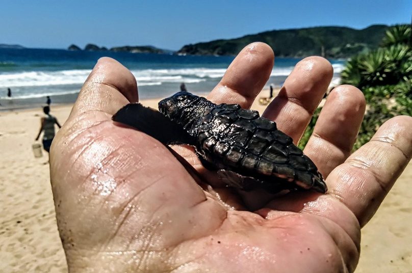 egundo o morador do bairro, Ari Colatti essa não é a primeira tartaruga encontrada nos últimos dias. Foto: Ari Colatti