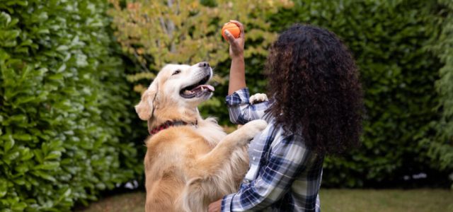 Alimentação é essencial no envelhecimento e cuidado da saúde renal dos pets