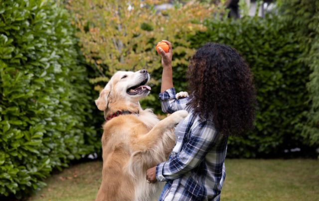 Alimentação é essencial no envelhecimento e cuidado da saúde renal dos pets