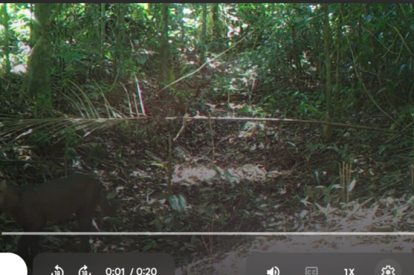 28.11 - gato mourisco