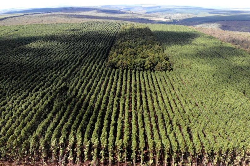 Setor florestal avança em MG e projeta ciclo 2026-2030