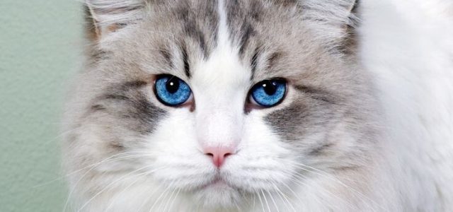 Dia Mundial do Gato fortalece o compromisso com o seu bem-estar