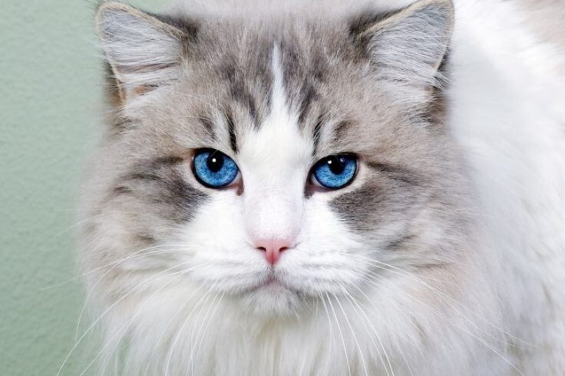 Dia Mundial do Gato fortalece o compromisso com o seu bem-estar