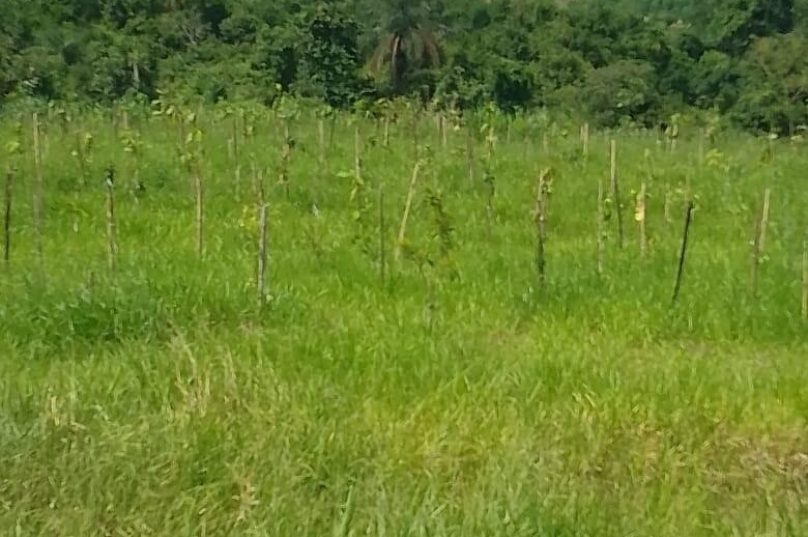 Mercado de crédito de carbono ajuda futuro sustentável