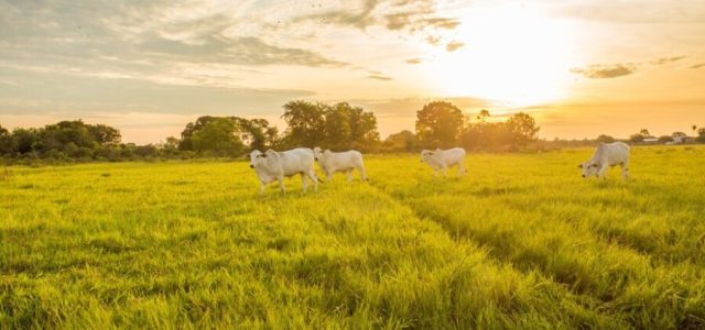 Real H CMR lança ferramentas de pecuária regenerativa