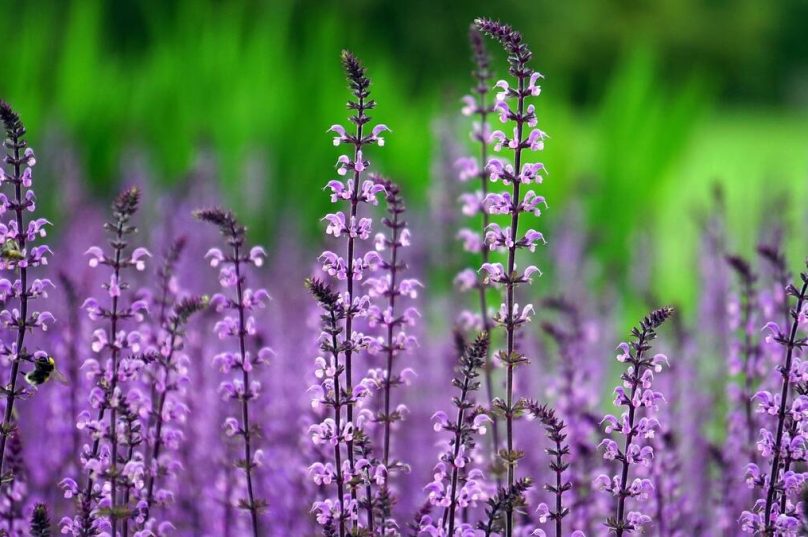 Plantas exigem cuidados específicos conforme o ambiente