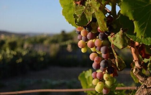 Mudanças climáticas podem impactar na produção de vinhos