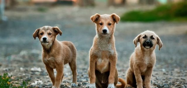 Elanco lança aplicativo para incentivar a adoção de cães