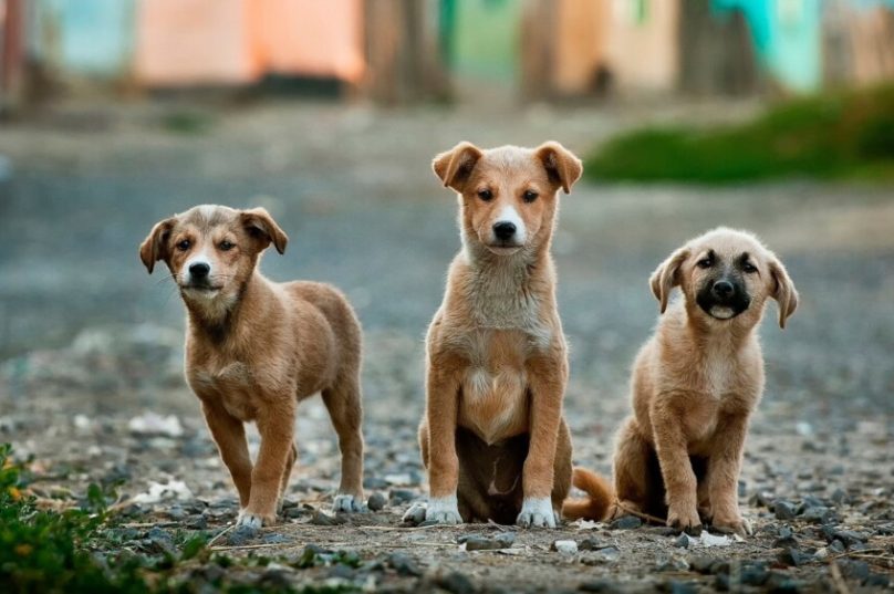 Elanco lança aplicativo para incentivar a adoção de cães