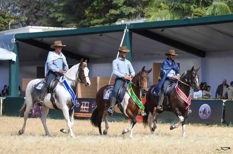Cavalo da raça Mangalarga estreia na Agrishow