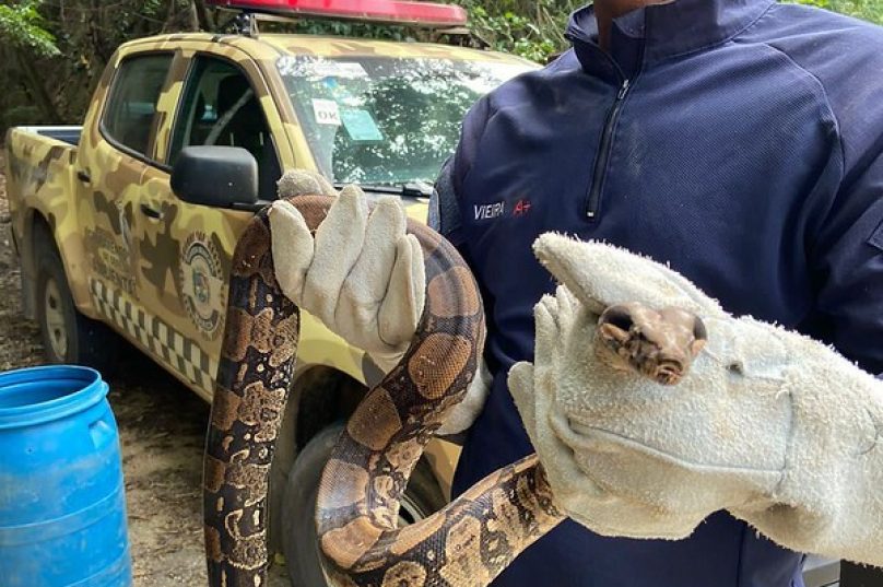 cobra Maricá