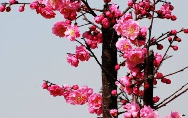 Primavera é a estação do ano marcada pelo florescimento das plantas