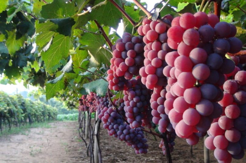Festa da Uva tem muitas opções gastronômicas à base da fruta