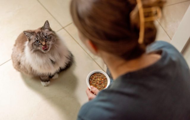 Nutrição terapêutica possibilita mudanças no cuidado com animais