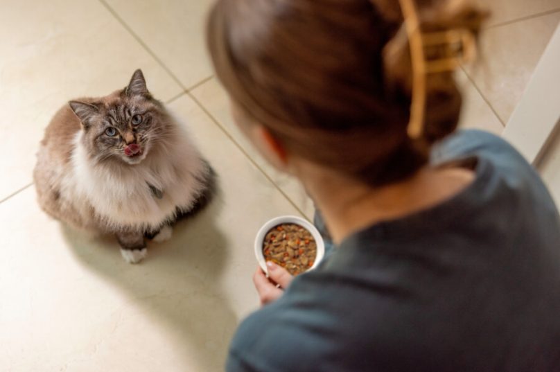 Nutrição terapêutica possibilita mudanças no cuidado com animais