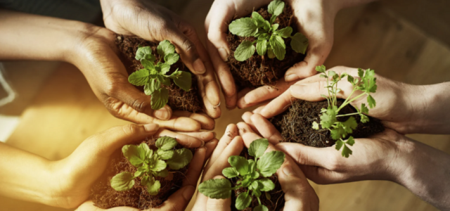 Dia Mundial da Educação Ambiental incentiva práticas sustentáveis