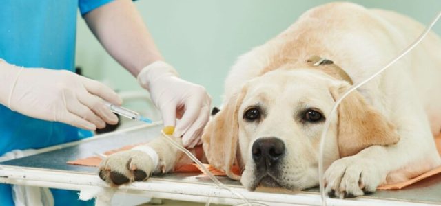 Câncer em pets é responsável pelo grande número de mortes