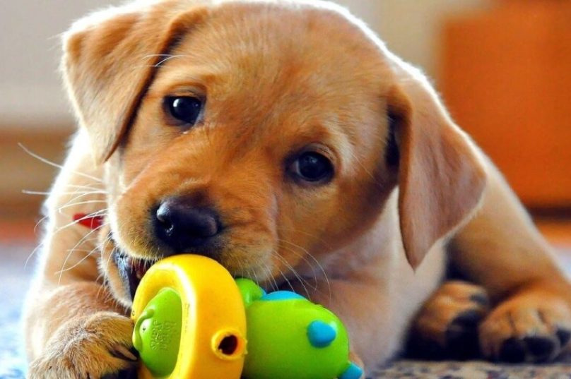 Adoção consciente de animais reduz os motivos que levam ao abandono
