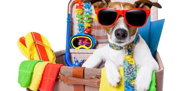 Incluir os animais de estimação na viagem requer planejamento