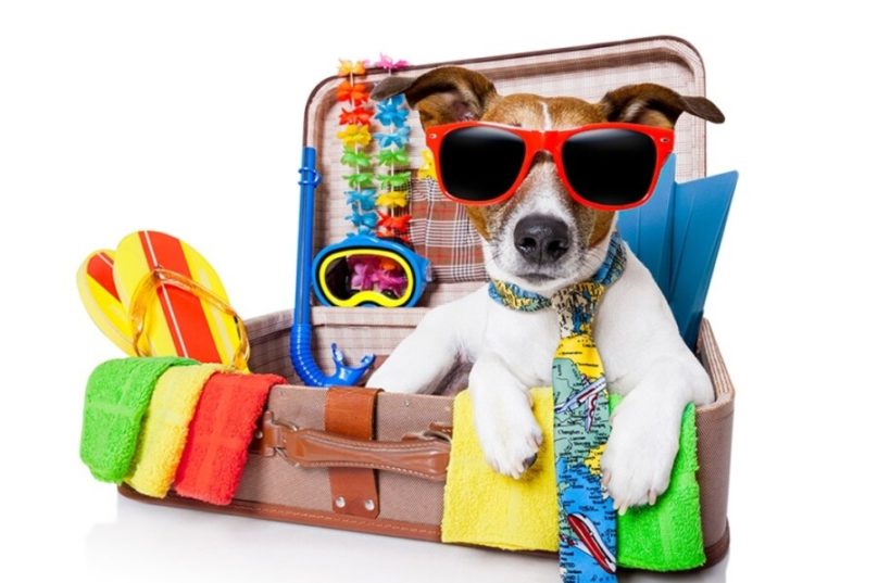 Incluir os animais de estimação na viagem requer planejamento