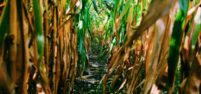 Indústria química contribui para a agricultura sustentável