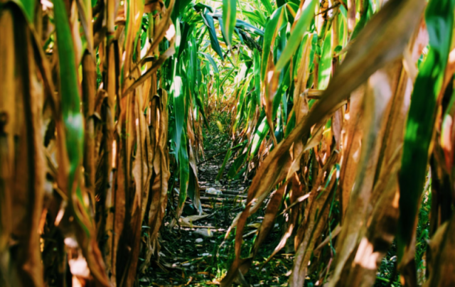 Indústria química contribui para a agricultura sustentável