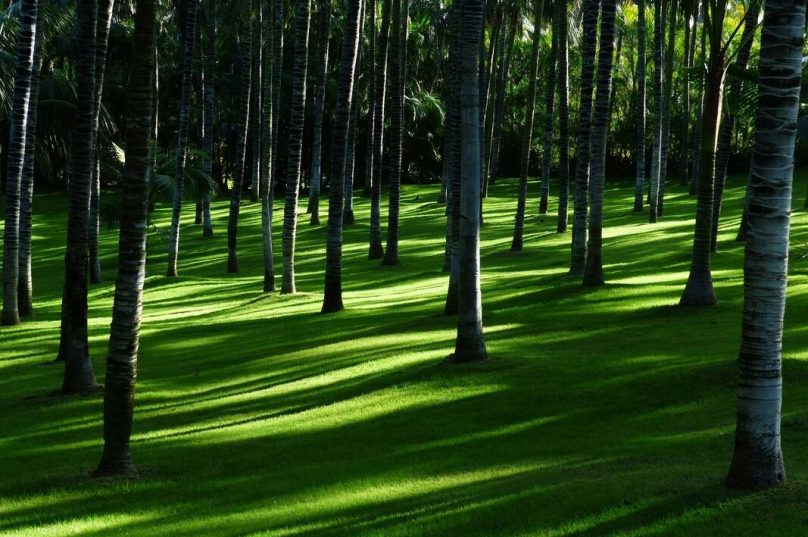 Mercado de carbono impulsiona a agenda ambiental e econômica