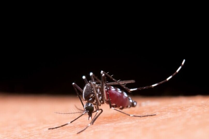 Epidemia de dengue se alastra no Rio de Janeiro