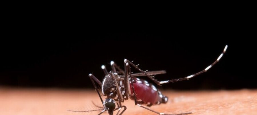 Epidemia de dengue se alastra no Rio de Janeiro