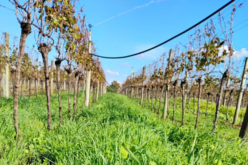 RS leva viticultura sustentável à pauta da COP30