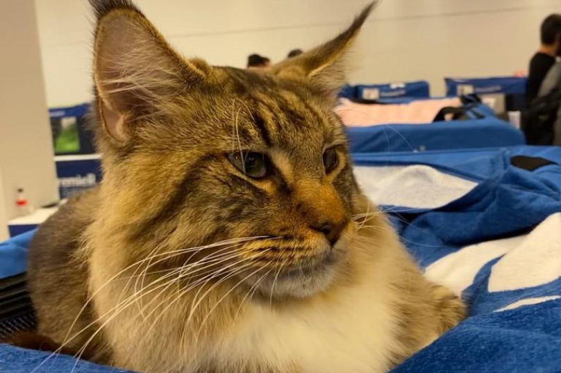 Evento terá 150 gatos, concurso felino e ação solidária