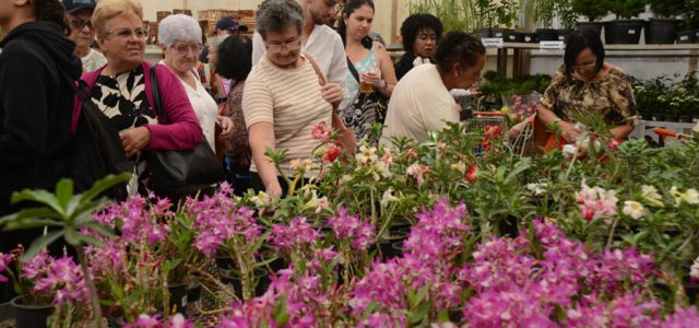 Festa de Flores e Morangos atrai 80 mil visitantes