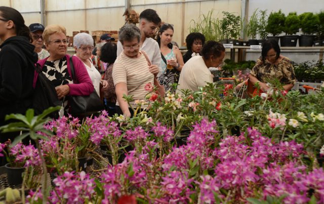 Festa de Flores e Morangos atrai 80 mil visitantes