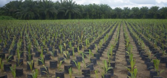 Grupo BBF contribui com agricultura sustentável na Amazônia