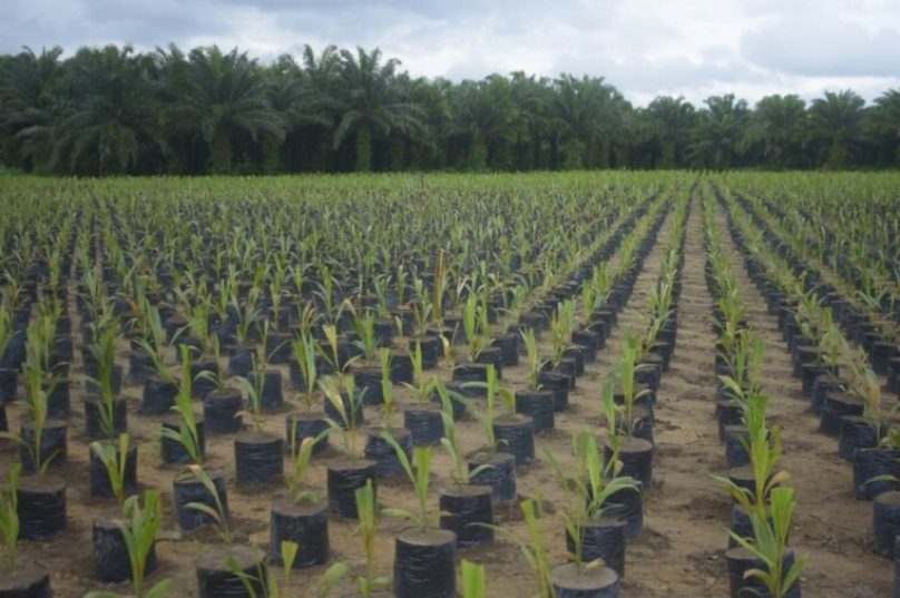 Grupo BBF contibui com agricultura sustentável na Amazônia