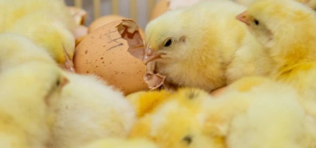 Biosseguridade na indústria garante consumo de frango seguro
