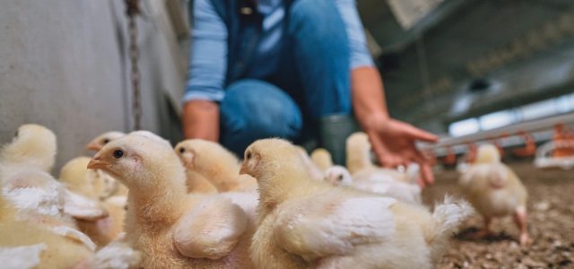 Do campo à mesa: o produtor é a chave para uma ceia segura