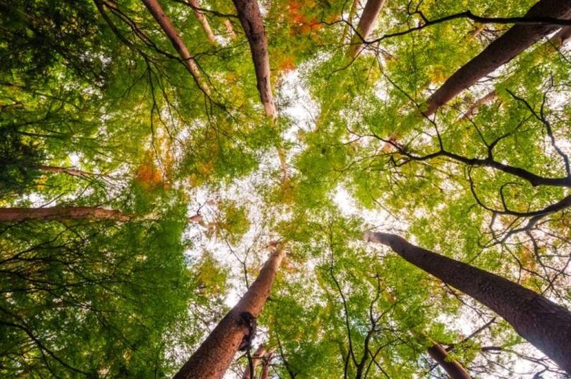 Florestas são uma fonte de benefícios para o ser humano