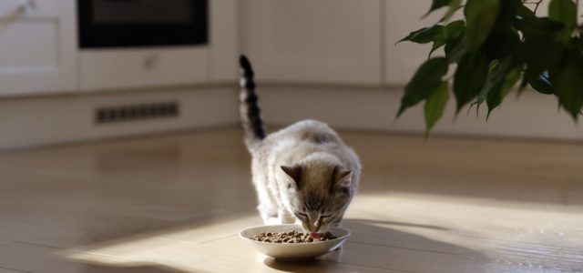 Hill's Pet destaca a importância da palatabilidade na alimentação de cães e gatos