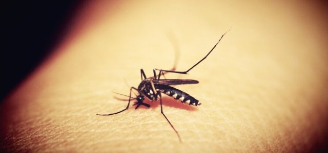 Aumenta preocupação com quadros graves de dengue no Brasil