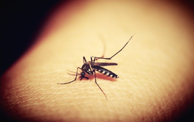 Aumenta preocupação com quadros graves de dengue no Brasil