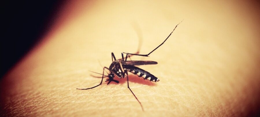 Aumenta preocupação com quadros graves de dengue no Brasil