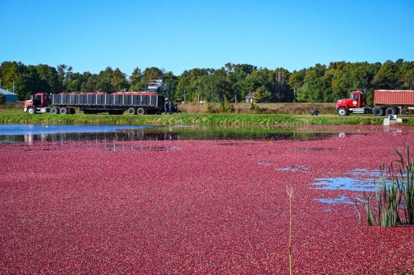 Cranberries impulsionam a cultura alimentar norte-americana