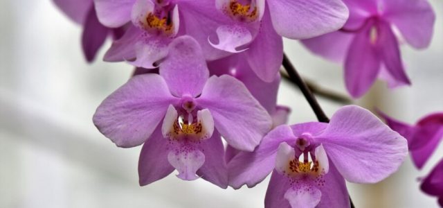 Cultivo de orquídeas em escritórios traz benefícios para a saúde