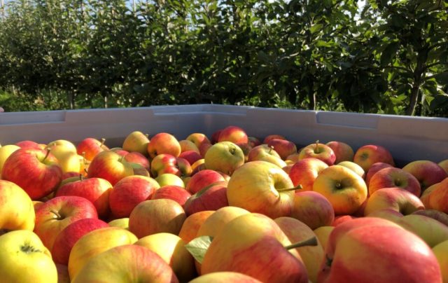 Interfel e a União Europeia estimulam consumo de maçãs