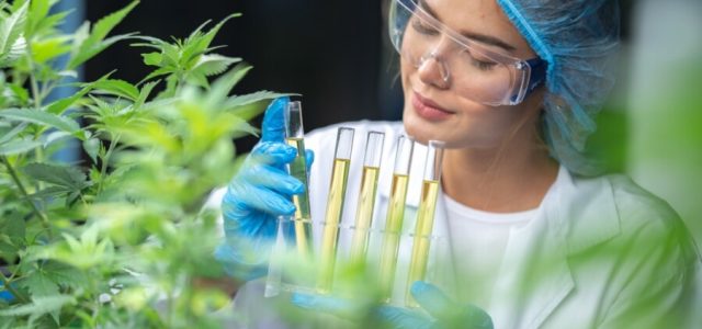 Mercado de Cannabis medicinal deve atingir R$ 1 bi em 2025