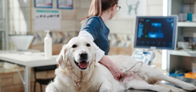 ONC Care da Hill's traz nutrição de apoio para pets em tratamento oncológico